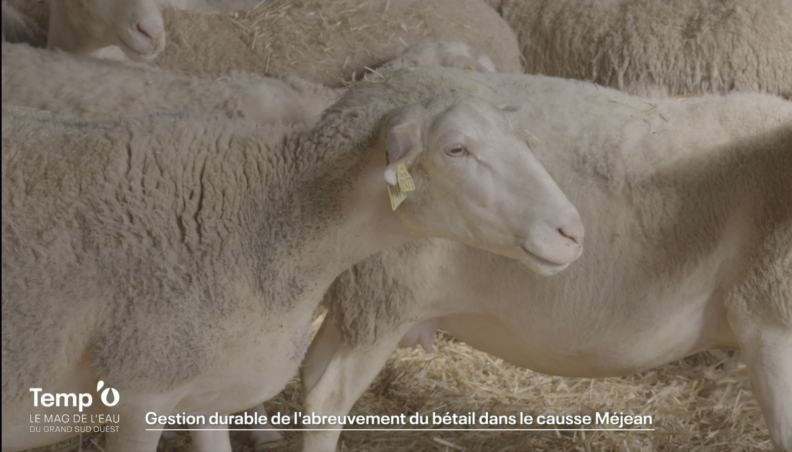 Afficher la vidéo Reportage - La gestion durable de l'abreuvement du bétail dans le causse Méjean