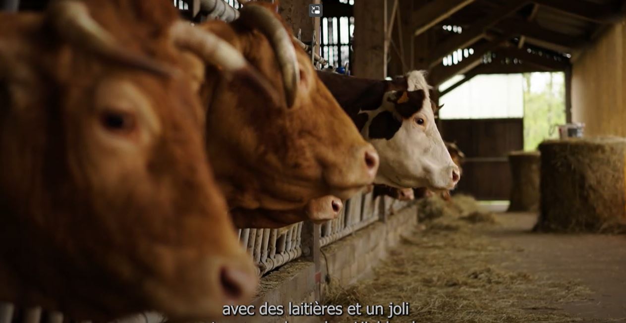 Afficher la vidéo Sources de la Dordogne : quand l'élevage rend service à l'eau