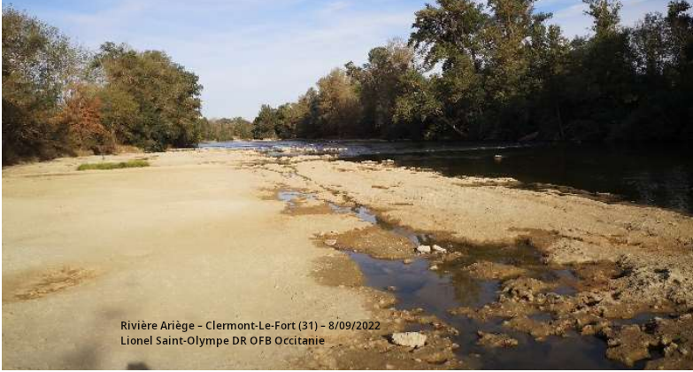 Rivière Ariège – Clermont-Le-Fort (31) – 8/09/2022. Lionel Saint-Olympe DR OFB Occitanie